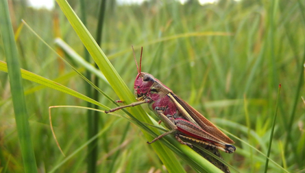 Sortie entomo-photographique au Marais de Sacy